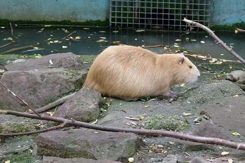 观赏海狸鼠特价包邮！宠物海狸鼠价格优惠！成年海狸鼠大量出