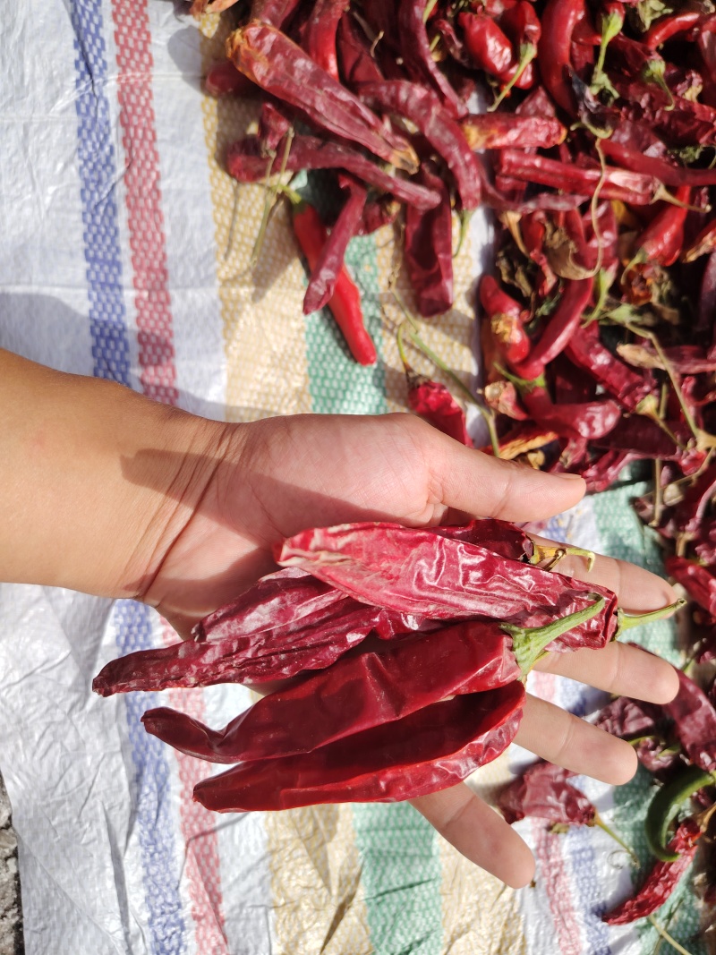 红龙23干辣椒，线椒，二荆条！大量有货！