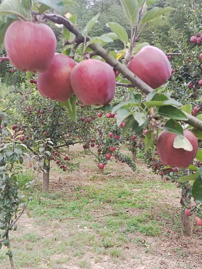 甘肃陇南礼县山地花牛苹果