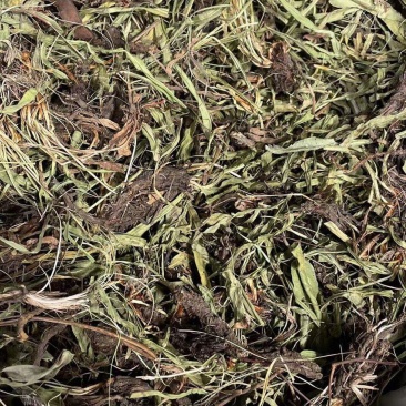 甘松/水洗甘松/精选好货/批发兼零售，量大可商议，包邮