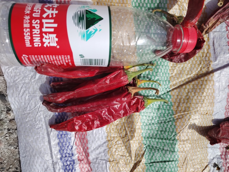 红龙23干辣椒，线椒，二荆条！大量有货！