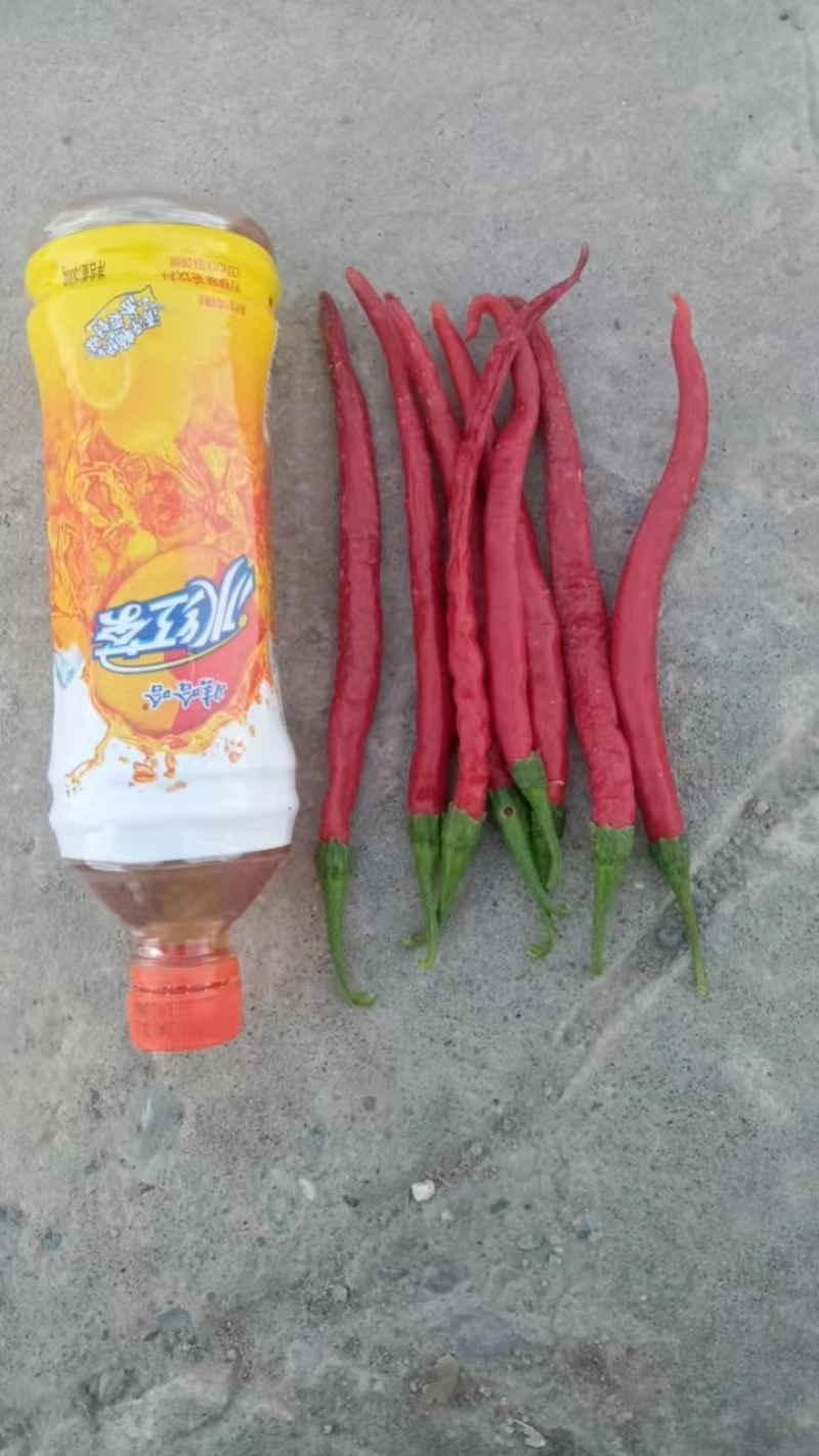 红龙23干辣椒，线椒，二荆条！大量有货！