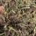 甘松/水洗甘松/精选好货/批发兼零售，量大可商议，包邮