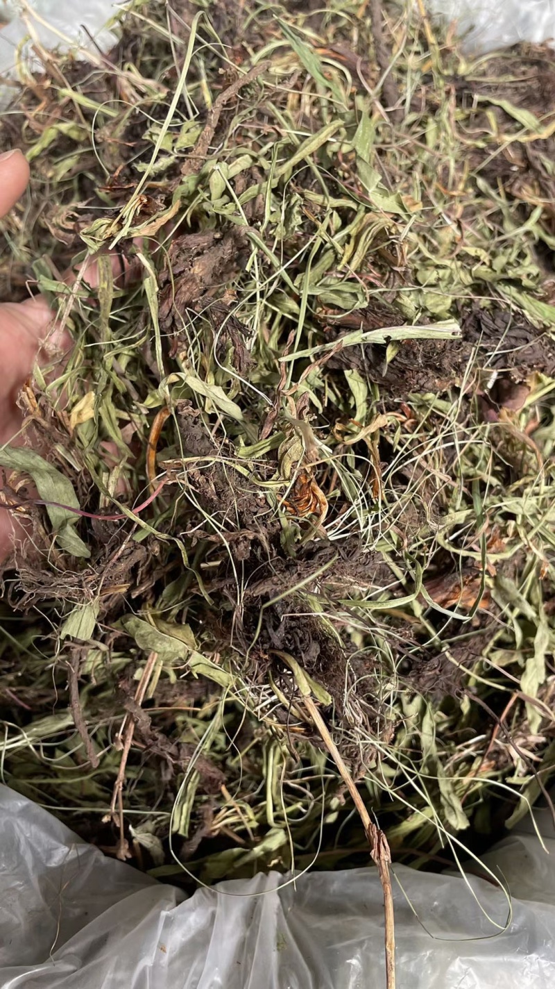 甘松/水洗甘松/精选好货/批发兼零售，量大可商议，包邮