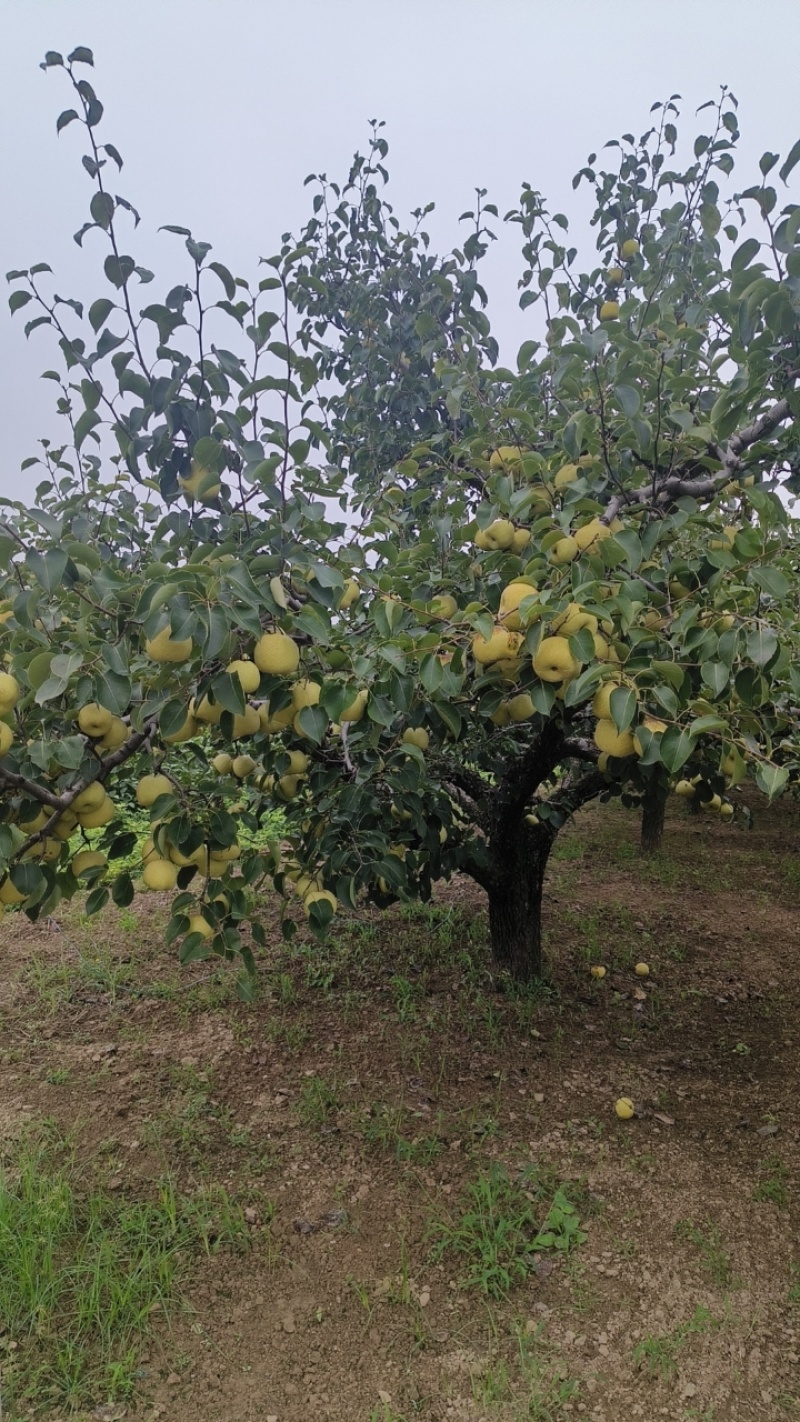 砀山酥梨梨一手产地资源全国市场发货量大质优