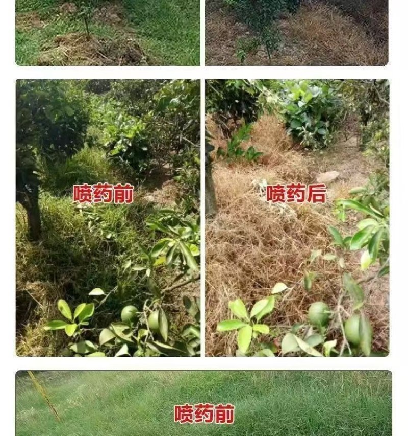 速各利32%滴酸草甘膦速各利非耕地杂草除草剂农田正品农药