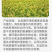 春雷霉素6%抗菌素魔芋软腐柑橘溃疡水稻稻瘟黄瓜角斑病杀菌