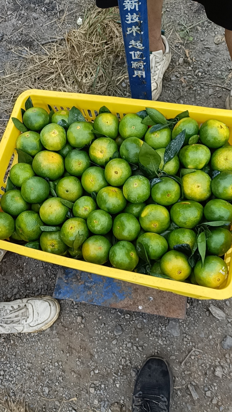 广西特早蜜橘大量现货一手货源，全国发货，价格便宜，
