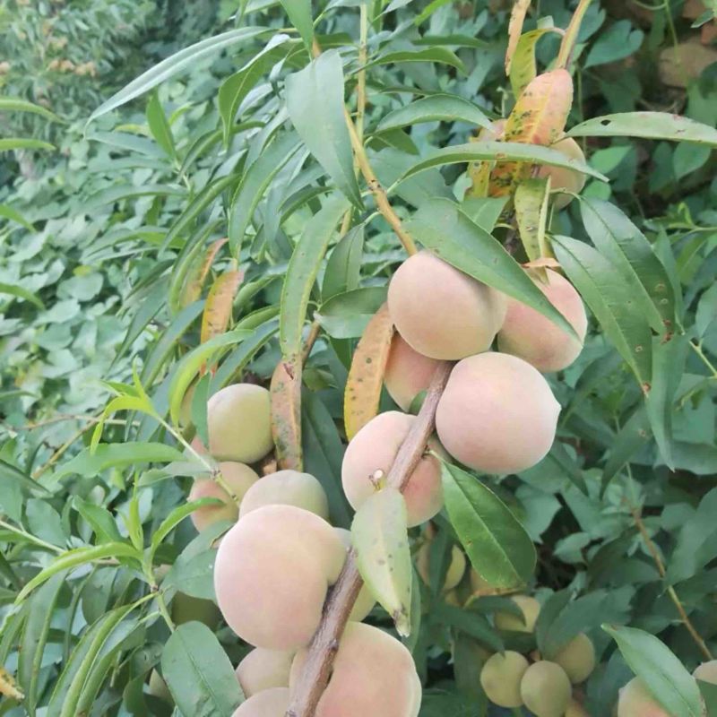 山东济宁冬桃