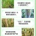 37%联苯噻虫胺农用杀虫剂批发蚜虫蓟马木虱稻飞白粉虱跳甲