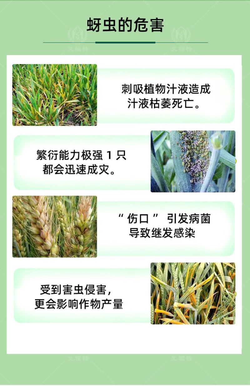 37%联苯噻虫胺农用杀虫剂批发蚜虫蓟马木虱稻飞白粉虱跳甲