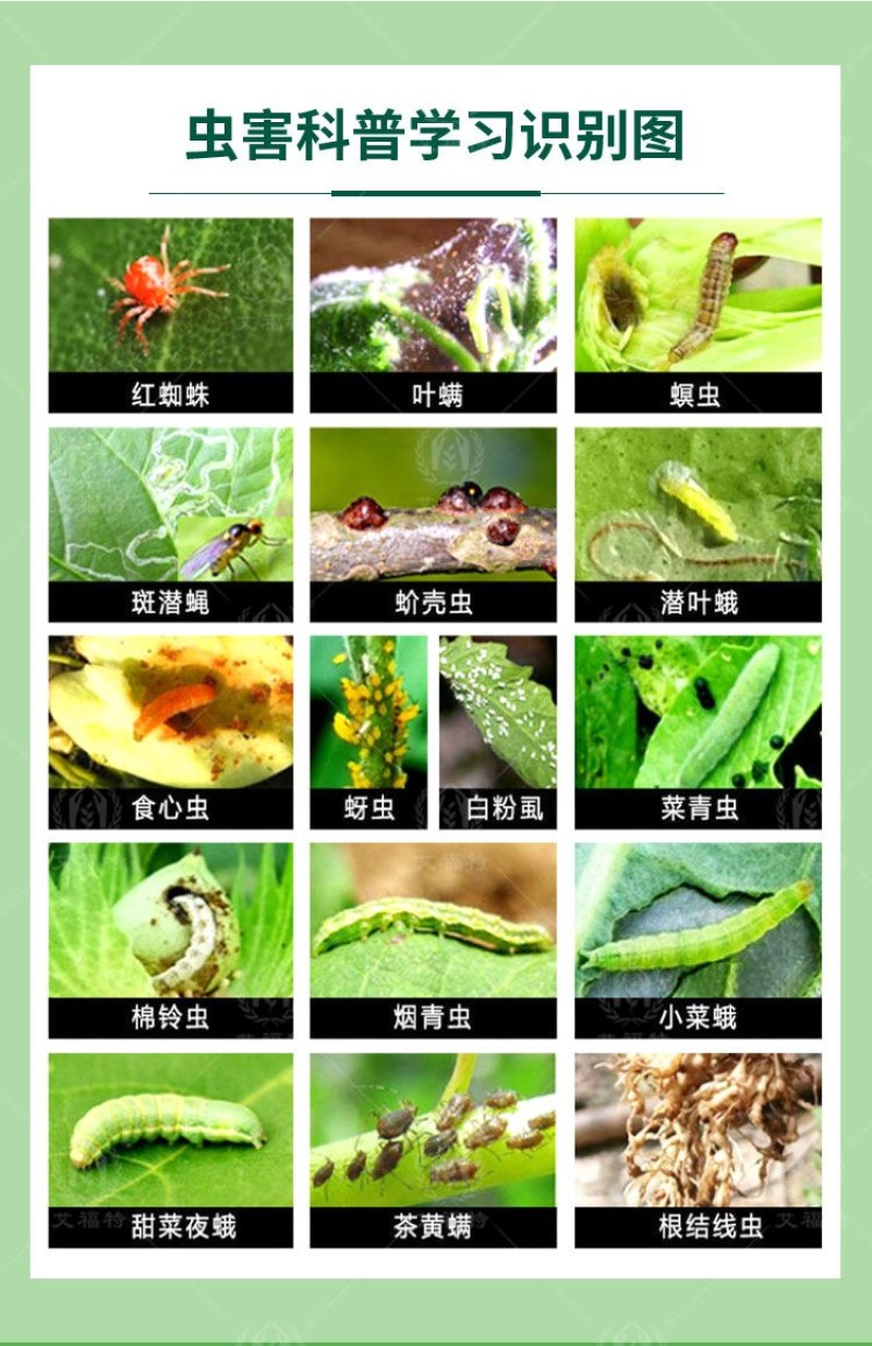 37%联苯噻虫胺农用杀虫剂批发蚜虫蓟马木虱稻飞白粉虱跳甲