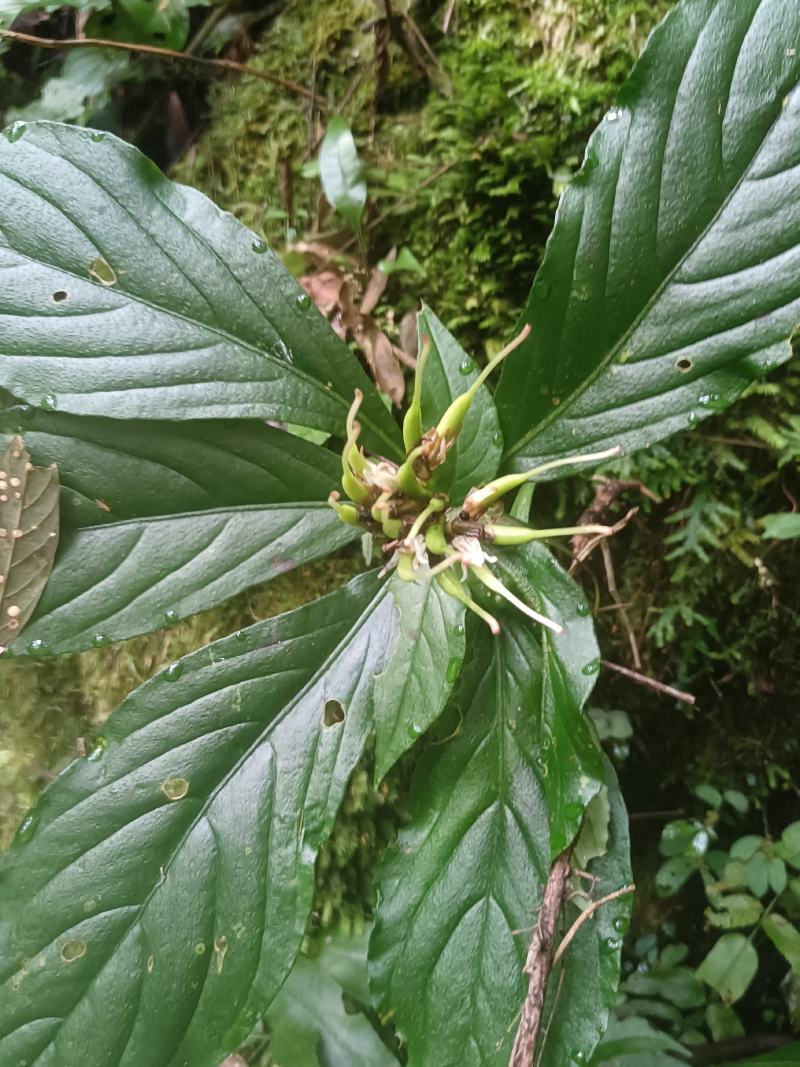 半蒴苣苔