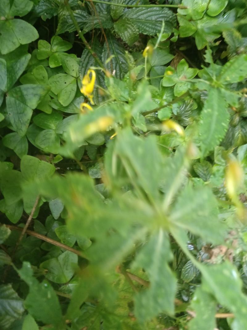 黄金凤，棒凤仙花又名：岩胡椒、纽子七、龙虾菜、金凤菜、臭