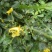 黄金凤，棒凤仙花又名：岩胡椒、纽子七、龙虾菜、金凤菜、臭