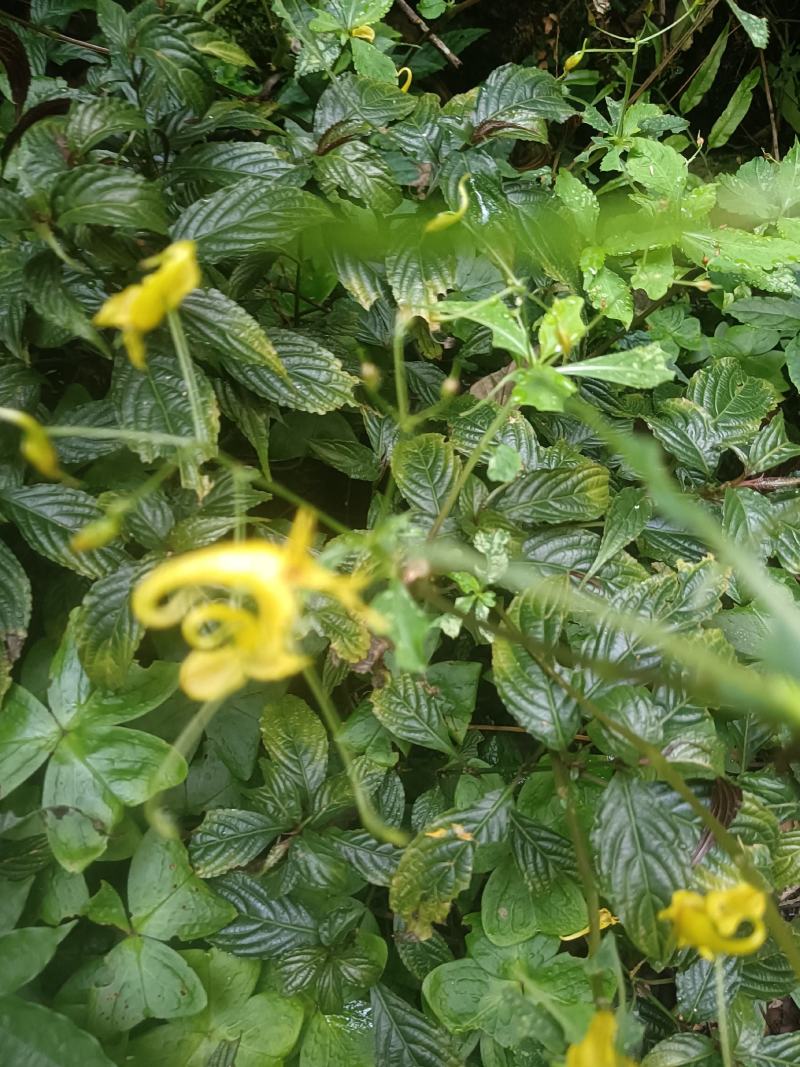 黄金凤，棒凤仙花又名：岩胡椒、纽子七、龙虾菜、金凤菜、臭