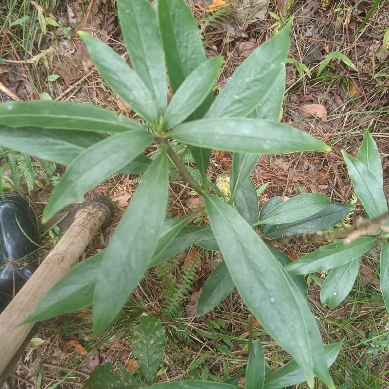 瑞香别名睡香