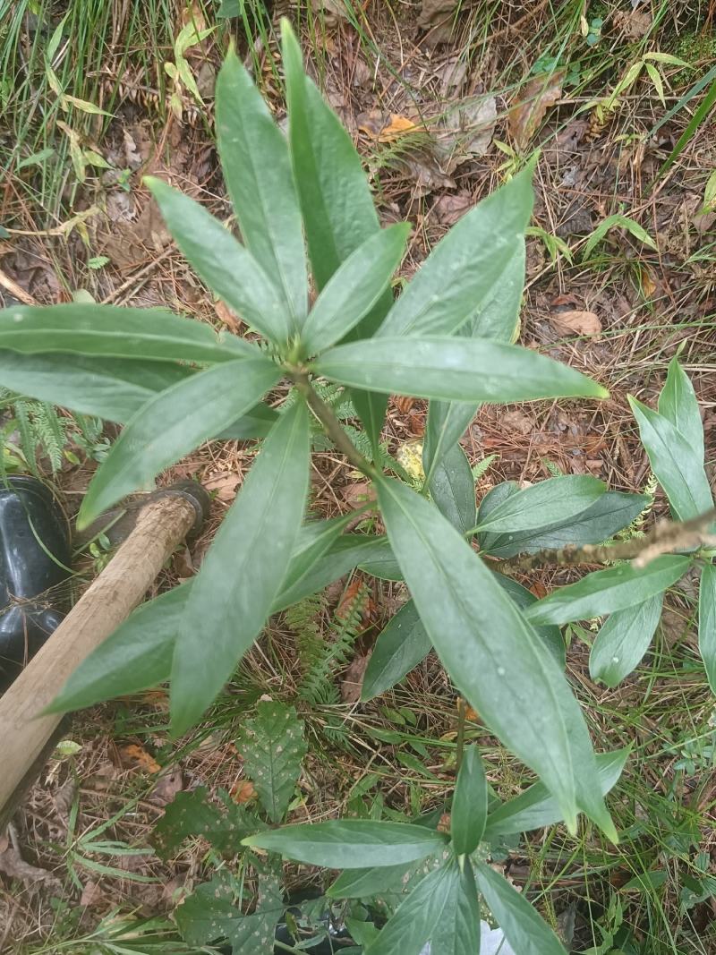 瑞香别名睡香