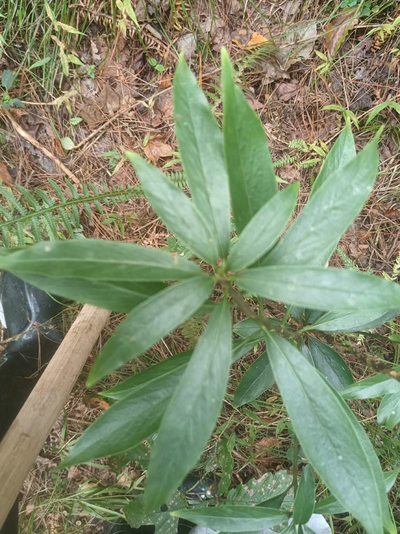 瑞香别名睡香