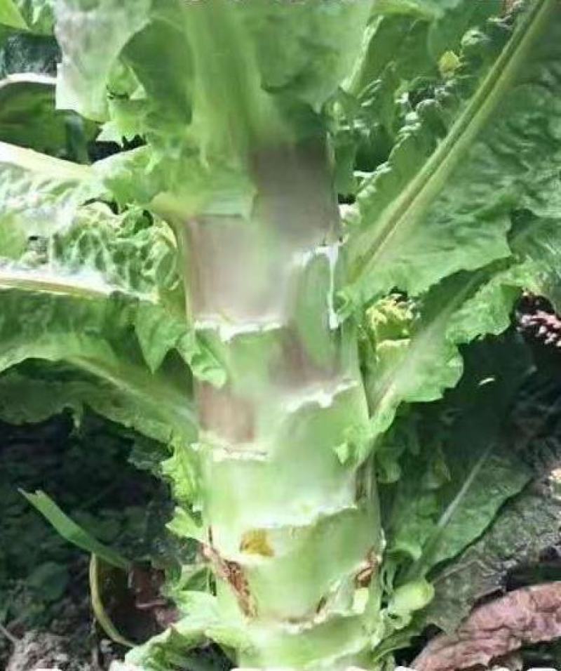 莴笋种子金品一点红圆叶红皮红叶绿肉高品质香莴笋高产