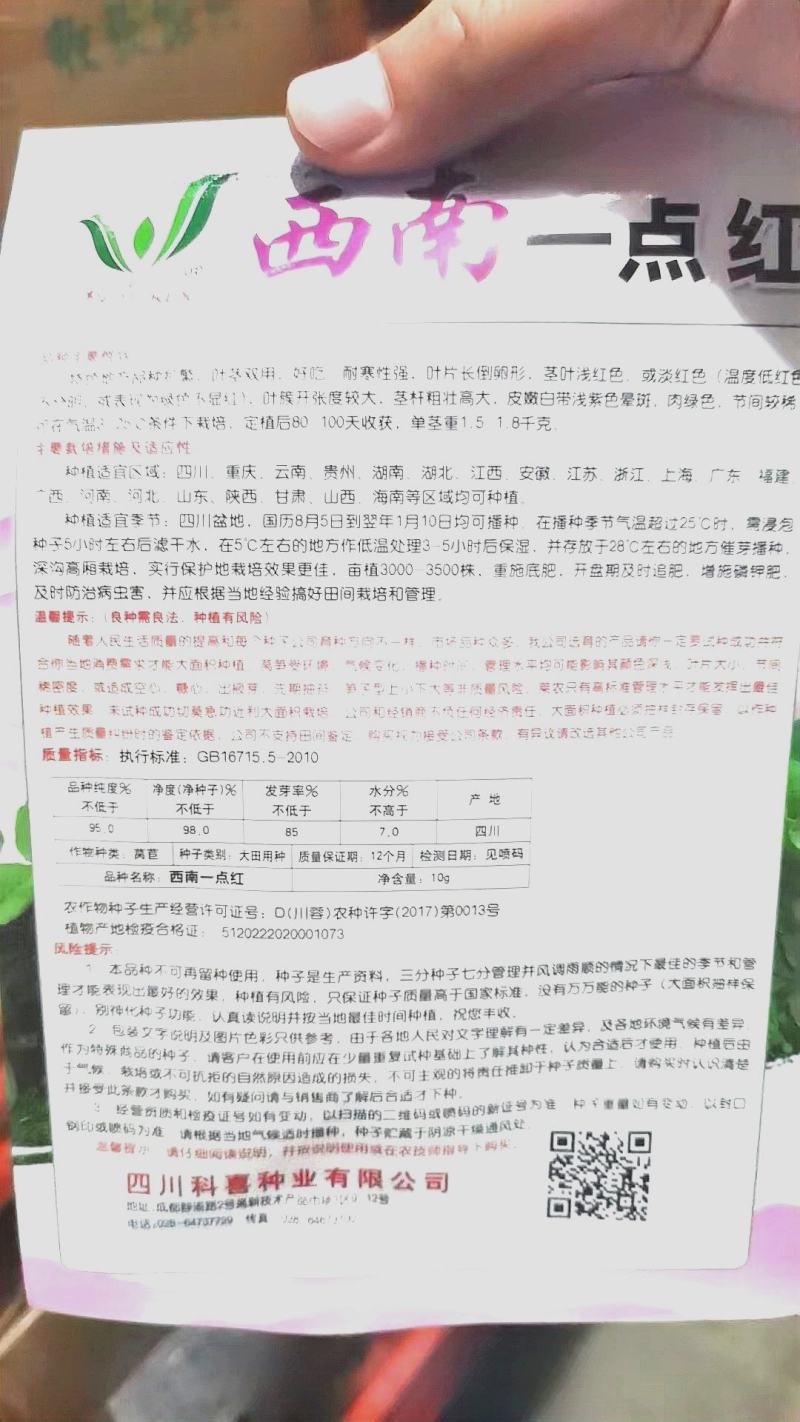 莴笋种子金品一点红圆叶红皮红叶绿肉高品质香莴笋高产