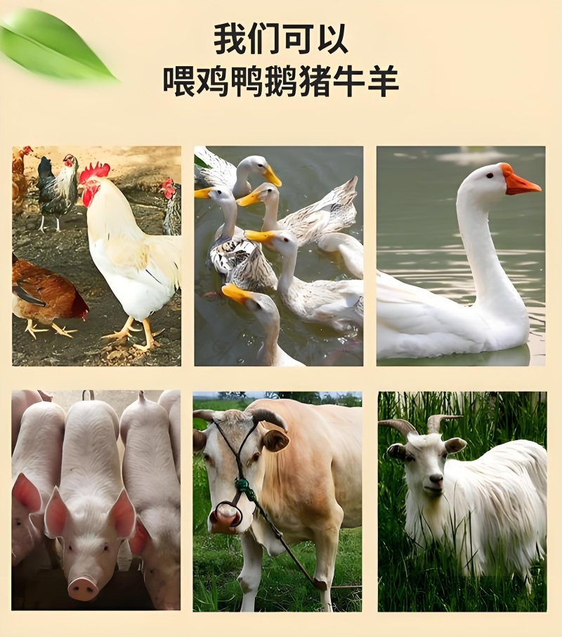 稻糠