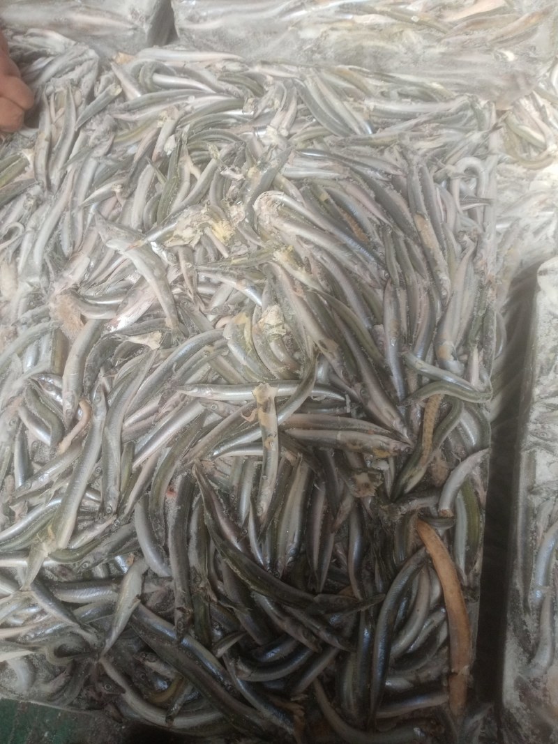 海泥鳅