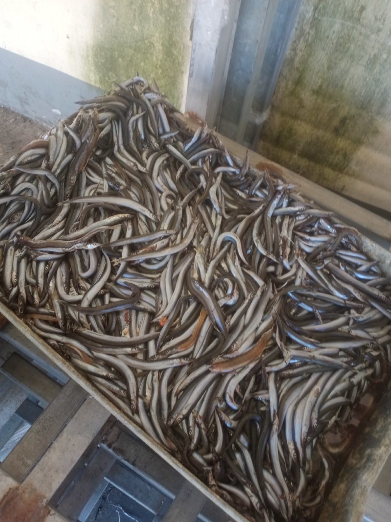 海泥鳅