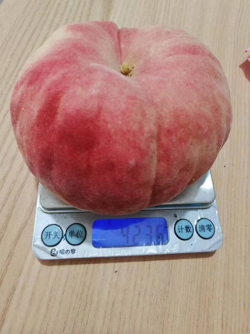 瑞蟠21，红毛蟠，大蟠桃
