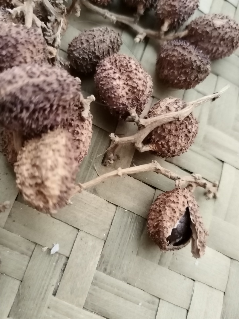 春砂仁干果
