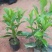 【非洲茉莉】广东苗圃直供质量保证一手货源全国发货