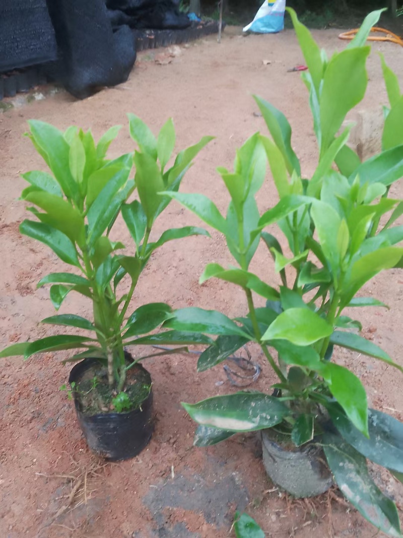 【非洲茉莉】广东苗圃直供质量保证一手货源全国发货