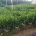 【非洲茉莉】广东苗圃直供质量保证一手货源全国发货