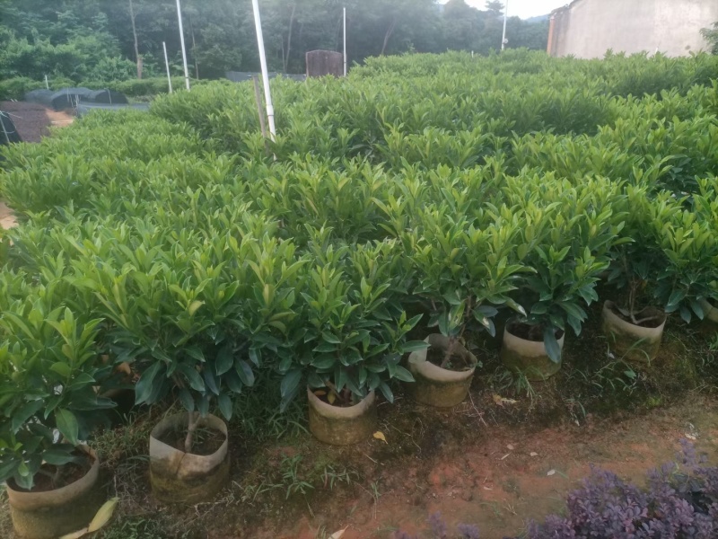 【非洲茉莉】广东苗圃直供质量保证一手货源全国发货