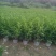 【非洲茉莉】广东苗圃直供质量保证一手货源全国发货