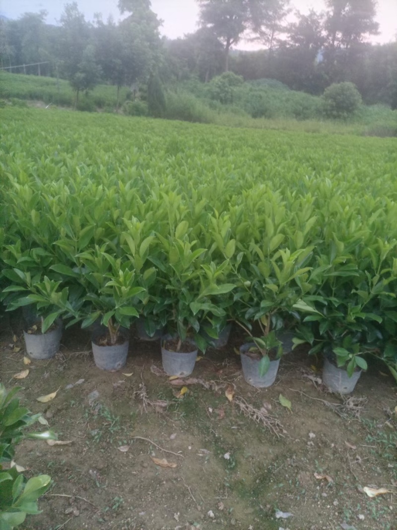 【非洲茉莉】广东苗圃直供质量保证一手货源全国发货