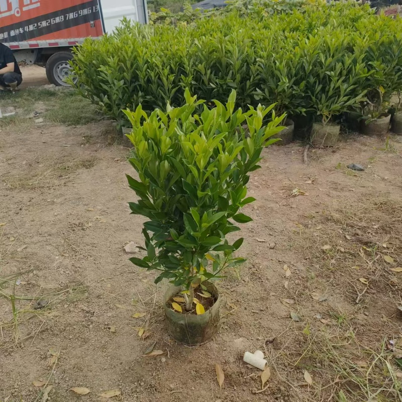 【非洲茉莉】广东苗圃直供质量保证一手货源全国发货