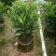【非洲茉莉】广东苗圃直供质量保证一手货源全国发货