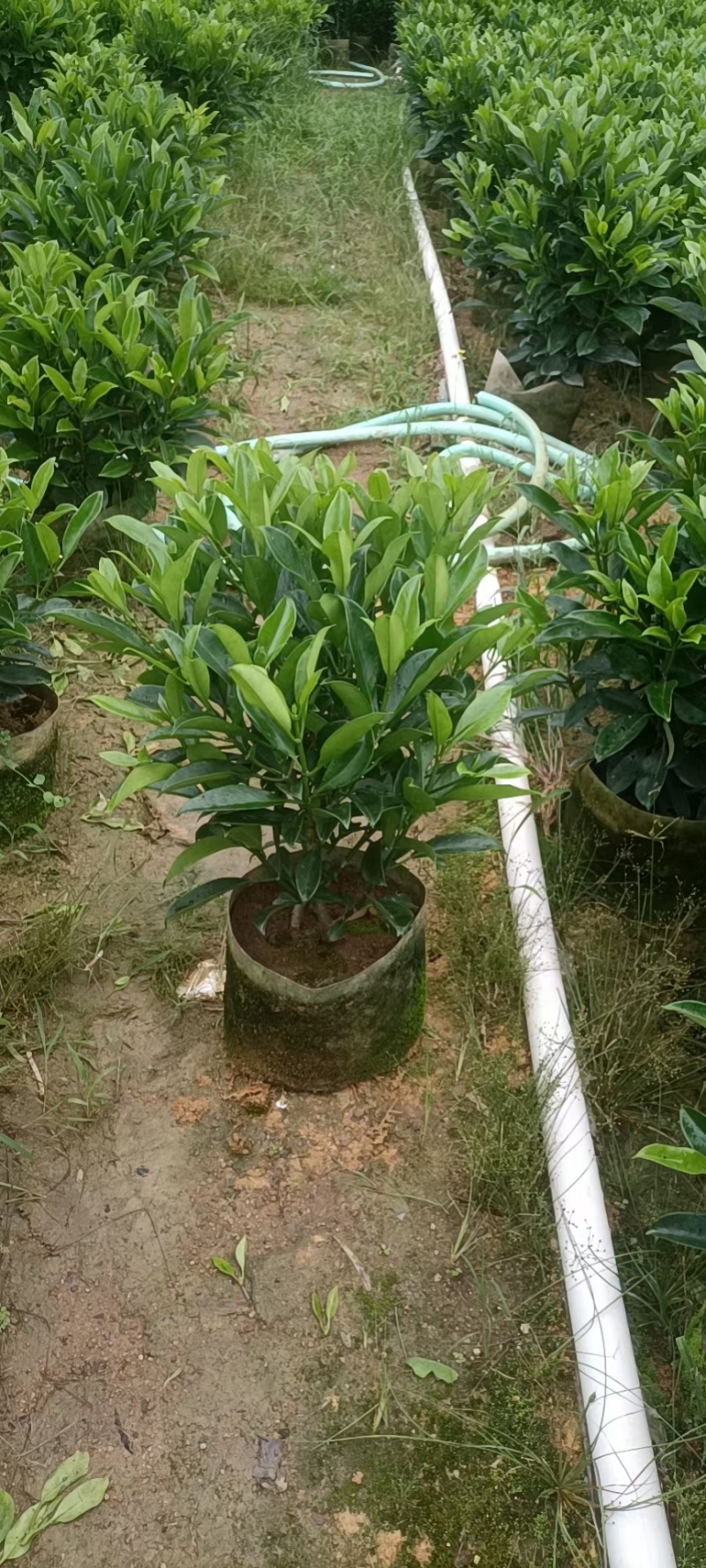 【非洲茉莉】广东苗圃直供质量保证一手货源全国发货
