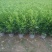 【非洲茉莉】广东苗圃直供质量保证一手货源全国发货