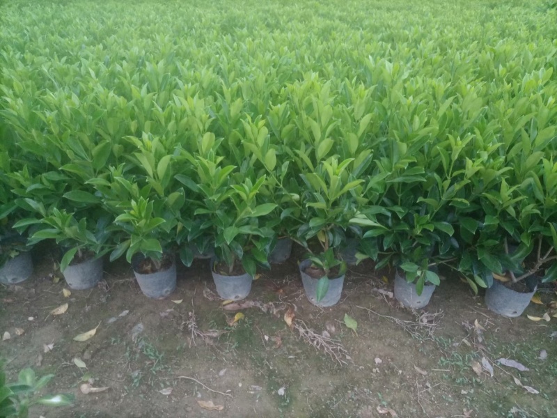 【非洲茉莉】广东苗圃直供质量保证一手货源全国发货