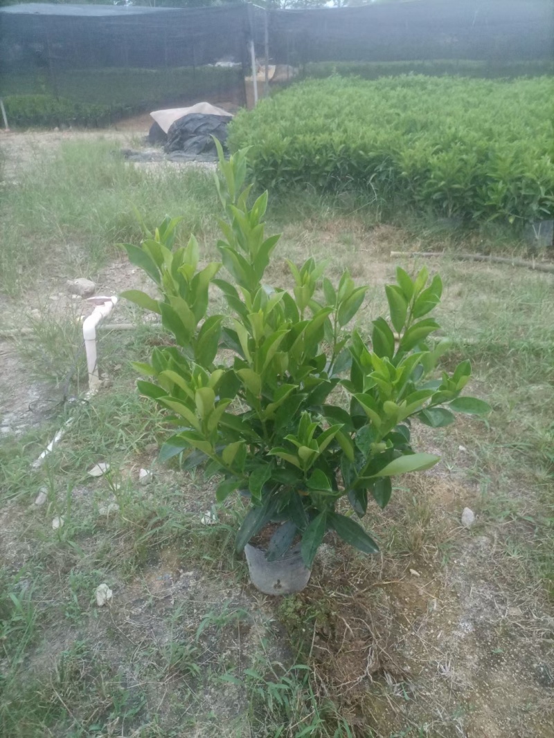 【非洲茉莉】广东苗圃直供质量保证一手货源全国发货