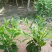 【非洲茉莉】广东苗圃直供质量保证一手货源全国发货