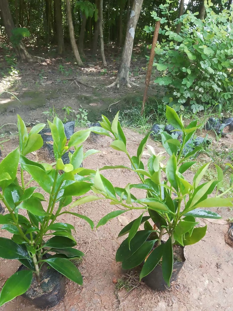 【非洲茉莉】广东苗圃直供质量保证一手货源全国发货