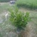 【非洲茉莉】广东苗圃直供质量保证一手货源全国发货