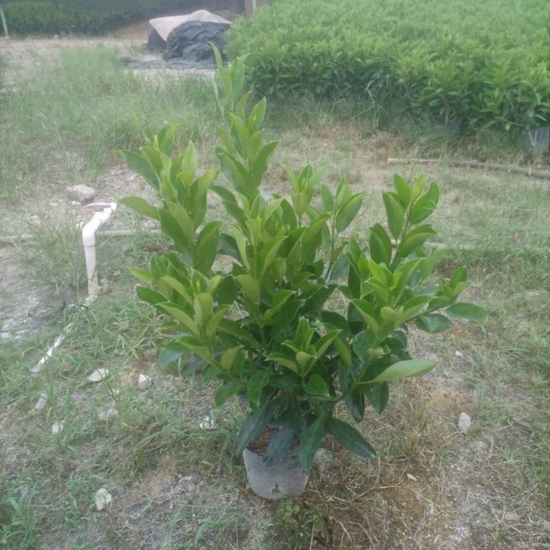 【非洲茉莉】广东苗圃直供质量保证一手货源全国发货
