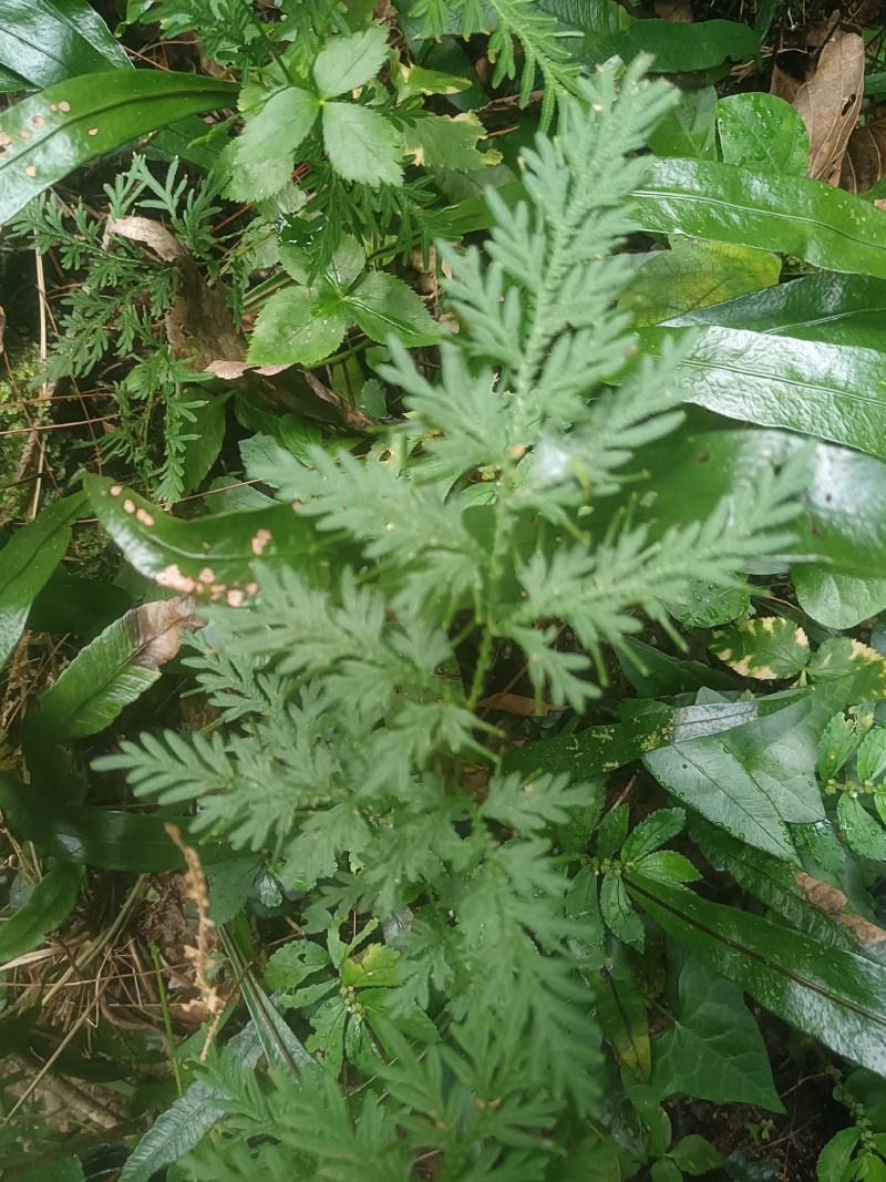 江南卷柏