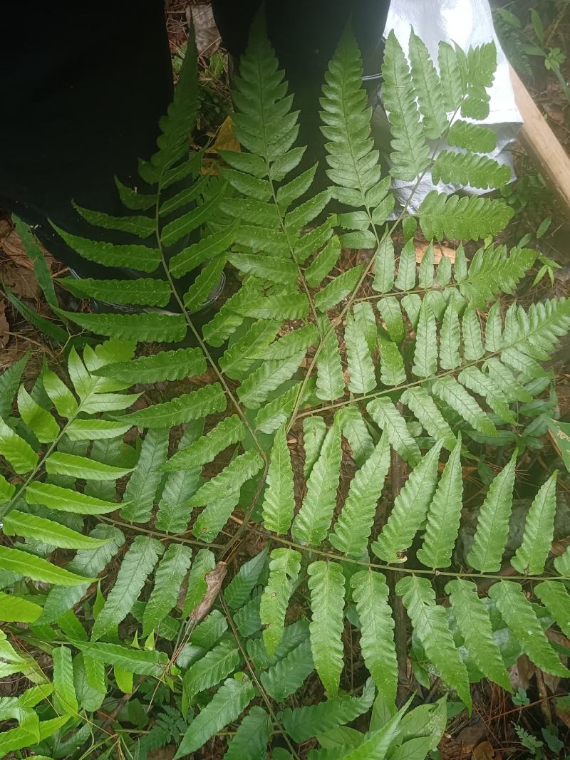 中华短肠蕨