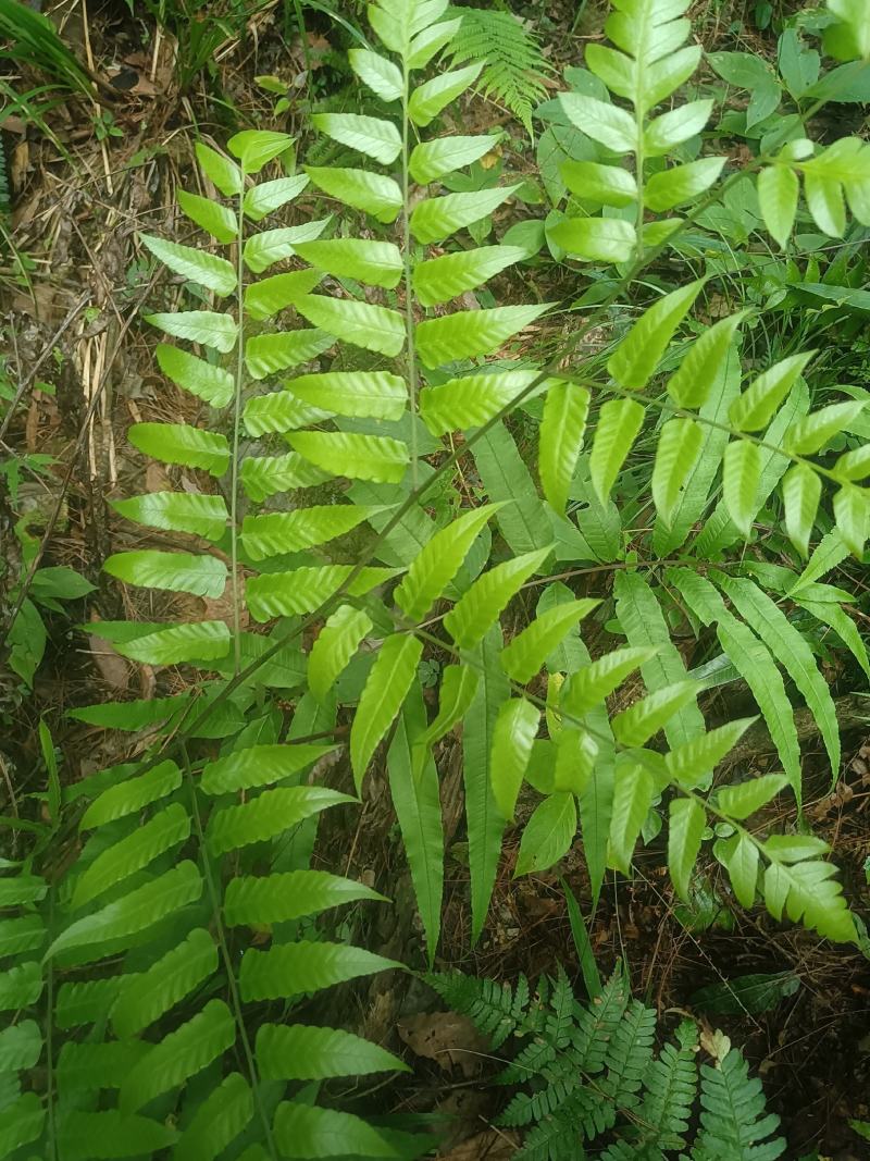 中华短肠蕨
