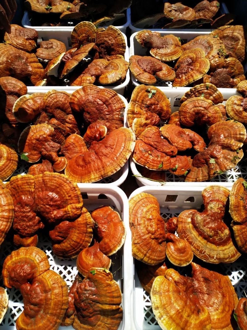 【复购高】灵芝切片/精品包装/保质保量/视频看货